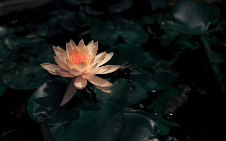 Hymns - Beautiful Seed